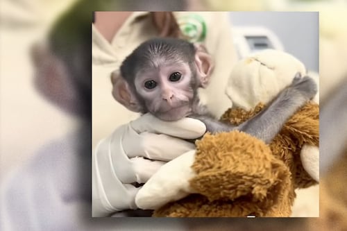 (VIDEO): Nace Yuji, un mono que ya es el ‘Punch tapatío’ del Zoológico Guadalajara