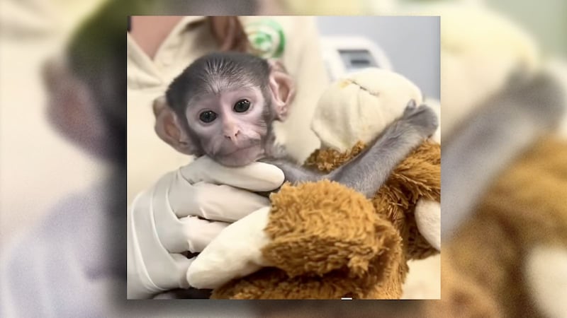 (VIDEO): Nace Yuji, un mono que ya es el ‘Punch tapatío’ del Zoológico Guadalajara