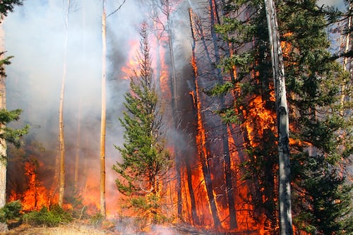 Se incendia 'el Bosque de los Cien Acres' de Winnie Pooh en la vida real