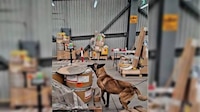 A Max no se le escapa nada: Perro ‘inspector’ descubre 245 kilos de metanfetaminas en el AICM