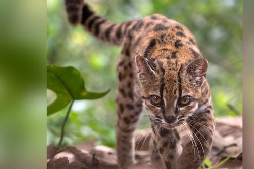 Leopardo Tilcayo: Así es el pequeño felino de Bolivia, primera especie nueva descubierta en 100 años