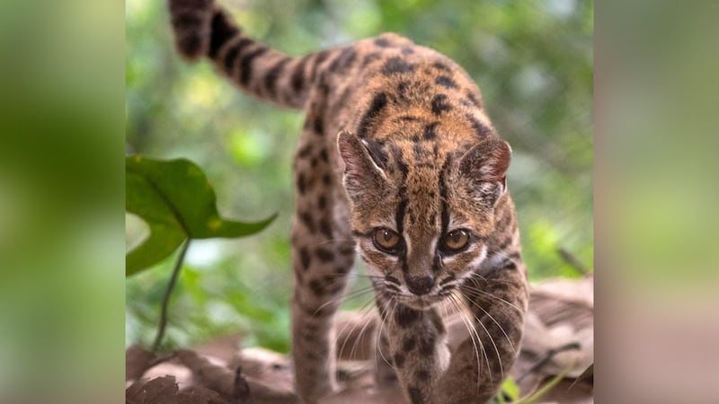 Leopardo Tilcayo: Así es el pequeño felino de Bolivia, primera especie nueva descubierta en 100 años