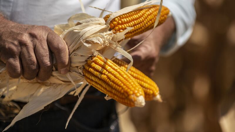 Canadá se suma a consultas de EU contra México por maíz transgénico