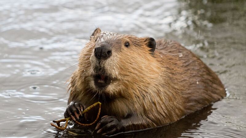 Desenchufe en Canadá: castor deja sin internet a 15 ciudades