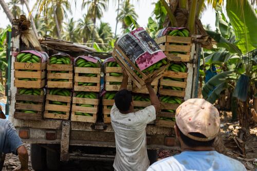 El plátano mexicano podría venderse en China por septiembre