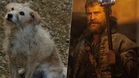 La casa del ¿perro?: La historia de Bobby, el ‘lomito’ rescatado que actúa en ‘House of the Dragon 2′