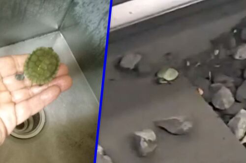 (VIDEO) El rescate más tierno: Así salvaron a una tortuga de las vías de la Línea 2 del Metro CDMX
