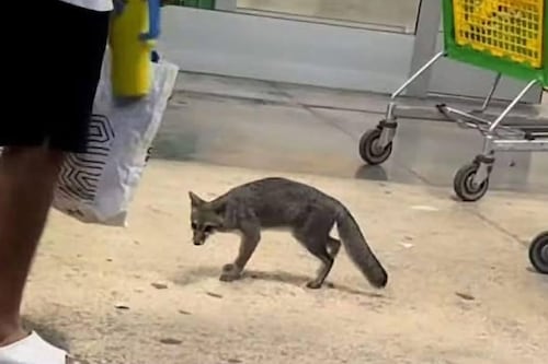 Sacrifican a zorra gris vista en centro comercial de Cancún: Tenía rabia y atacó a una bebé de un año