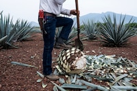 ¿Peligran los ‘shots’? Aranceles de Trump preocupa a tequileros en México