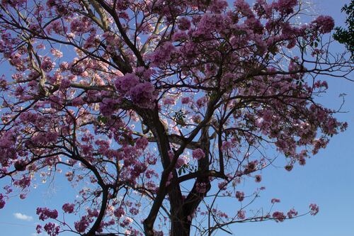 La 'blanca' Mérida se 'viste de rosa'