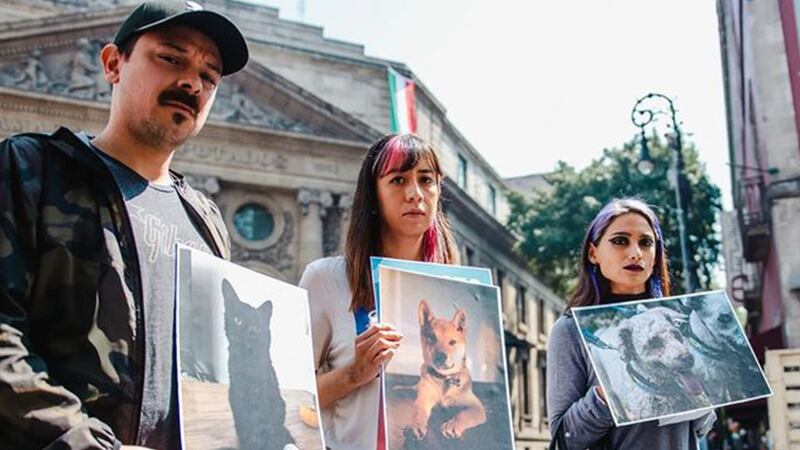 ¿Qué es la Ley Maple? Así es la iniciativa que presentaron en CDMX a favor de los animales