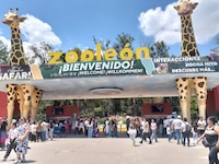 Jirafa Oldie muere por un accidente en Zoológico de León, Guanajuato