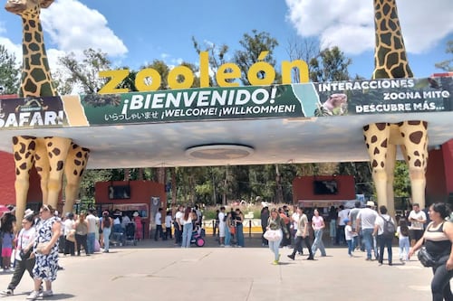 Jirafa Oldie muere por un accidente en Zoológico de León, Guanajuato