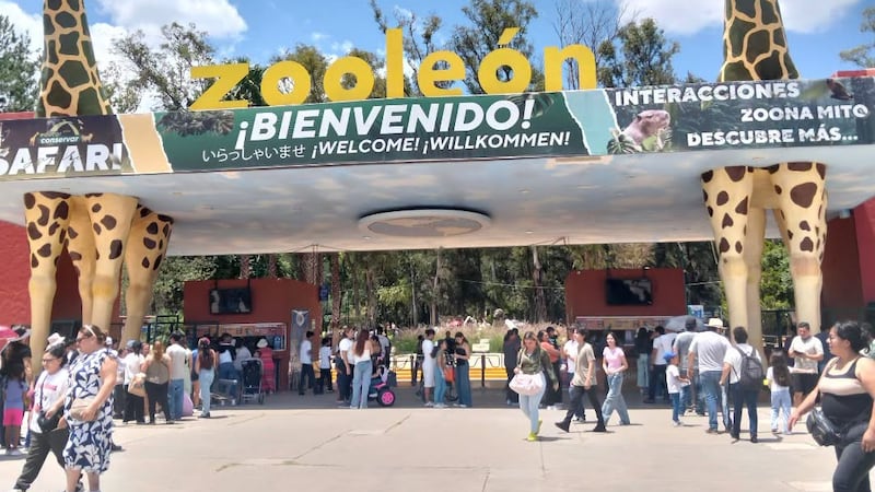 Jirafa Oldie muere por un accidente en Zoológico de León, Guanajuato