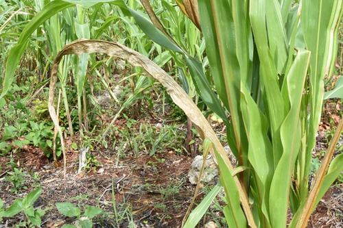 Sequía impacta a 12 mil productores de maíz de zona maya de Quintana Roo