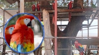 Profepa asegura 10 guacamayas y 9 loros en ranchería de Cunduacán, Tabasco