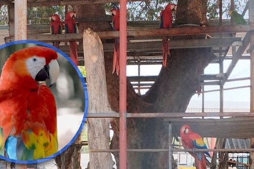 Profepa asegura 10 guacamayas y 9 loros en ranchería de Cunduacán, Tabasco