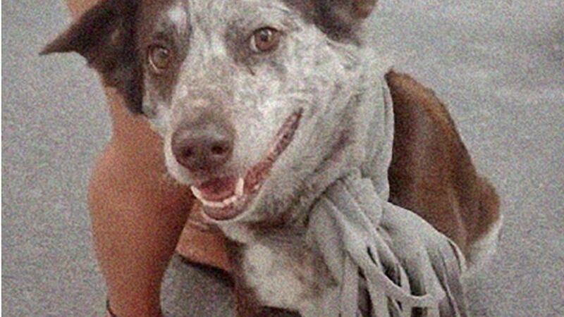 ‘Regresen a Tito’: la historia del perrito robado en la alcaldía Cuauhtémoc