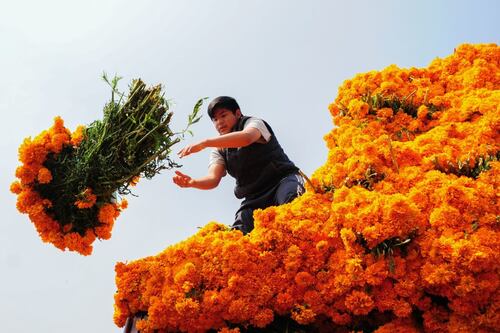 No tires el cempasúchil: Este centro de acopio recibe las plantas que te sobraron