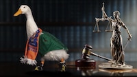 Que no se ‘hagan patos’: ¿Qué es la Ley Merlín que analiza el Congreso de CDMX para proteger animales?