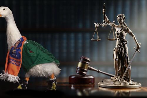 Que no se ‘hagan patos’: ¿Qué es la Ley Merlín que analiza el Congreso de CDMX para proteger animales?