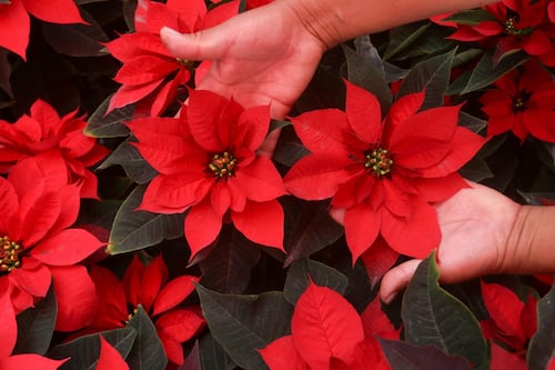 4T quiere crear una ‘super-Nochebuena’: iniciará mejora genética de la flor navideña
