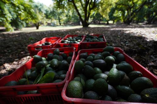 Bye, bye al guacamole: Precio del aguacate en EU se dispara a su nivel más alto en 24 años