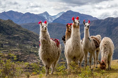 ¿Por qué son tan populares las llamas y cuál es la razón por la que nos gustan mucho?