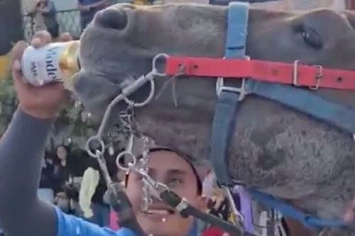 Un hombre es investigado por darle cerveza a un caballo en Puebla; provoca indignación en redes