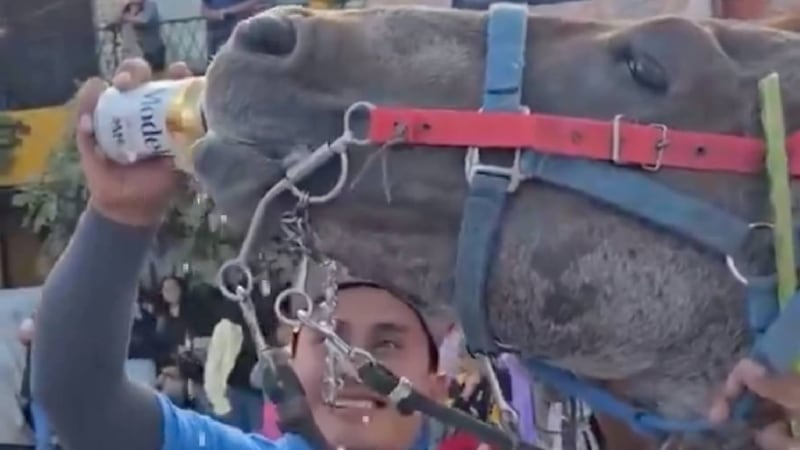 Un hombre es investigado por darle cerveza a un caballo en Puebla; provoca indignación en redes