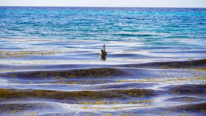 Península de Yucatán espera un viernes 7 de agosto con calor intenso y cielo despejado