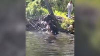 VIDEO: rabioso castor muerde a niño de 8 años mientras pescaba con su familia