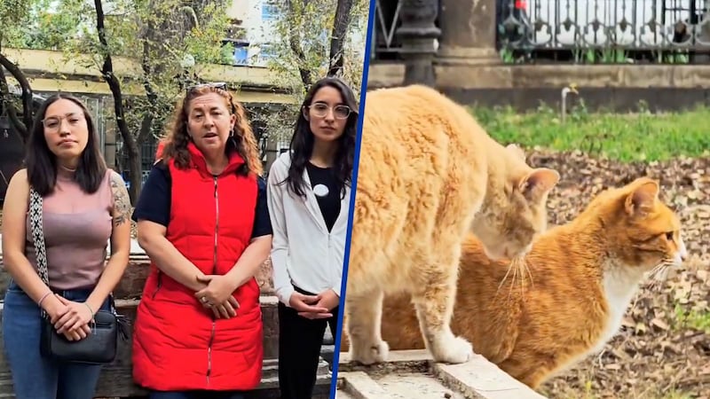 Más de 40 gatos del Panteón de San Fernando están en riesgo: Esta es su historia