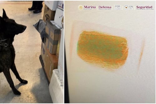 Olfato de oro: ‘Néstor’, perrito de la Semar, halla fentanilo con valor de 20 mdd en el AICM