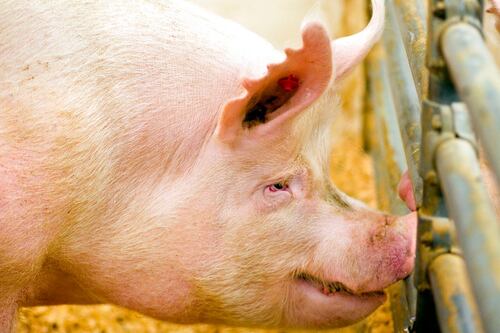 China detecta en un solo día cuatro brotes de peste porcina africana