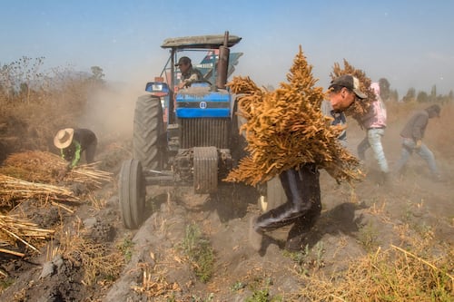 Precios al productor ‘meten freno’ en septiembre; alcanzan su nivel más bajo en 11 meses