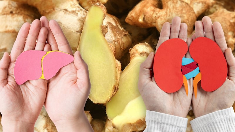 ¿Cuál es el efecto del jengibre en los riñones y el hígado?