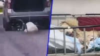 Perrito Rocky, grave tras ser arrastrado por una camioneta en Saltillo, Coahuila; hay 2 detenidos