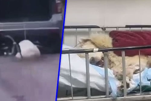 Perrito Rocky sigue grave tras ser arrastrado por una camioneta en Saltillo, Coahuila; hay dos detenidos