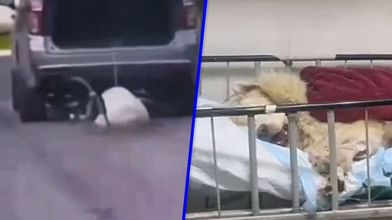 Perrito Rocky, grave tras ser arrastrado por una camioneta en Saltillo, Coahuila; hay 2 detenidos