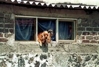 Altas temperaturas en México: ¿Cómo detectar si tu mascota tiene golpe de calor?