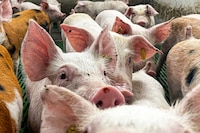 ¿Qué sabemos de la peste porcina que afecta a los cerdos en la Unión Europea?