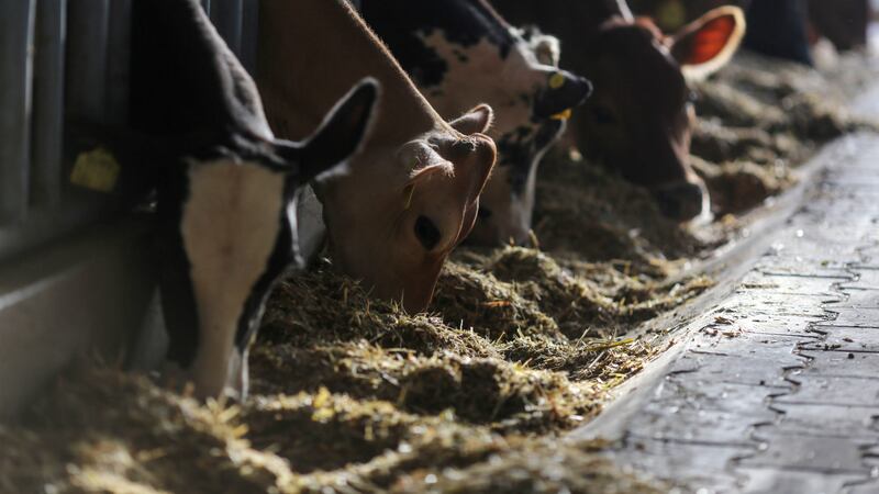 ¿EU le abre la frontera al ganado mexicano? Anuncian avances de campaña contra gusano barrenador
