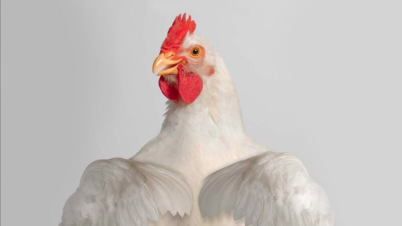 Este ‘pollo’ tiene mucha lana: Bachoco compra Norson, productora de carne de cerdo