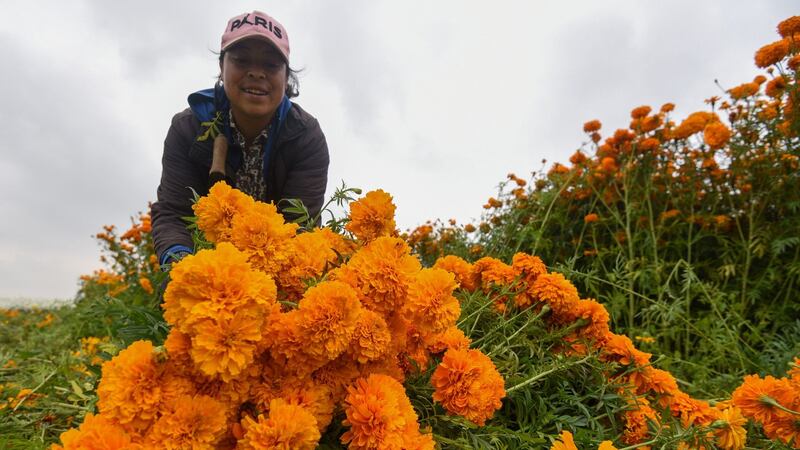 ¿El cempasúchil tiene propiedades contra el cáncer de colon? Esto sabemos
