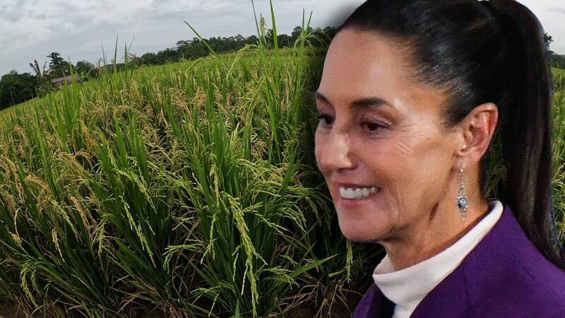 El otro ‘plan C’: ¿Cuál es el proyecto especial de Claudia Sheinbaum para Campeche?