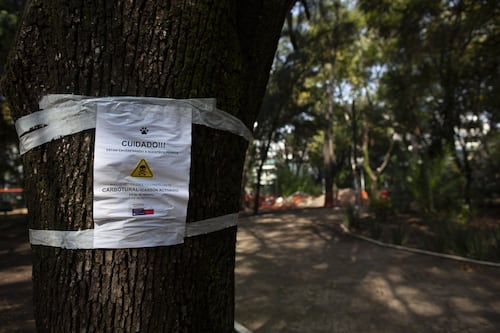 Envenenamiento de perros en Parque España: Fiscalía CDMX abre carpeta por casos en La Condesa