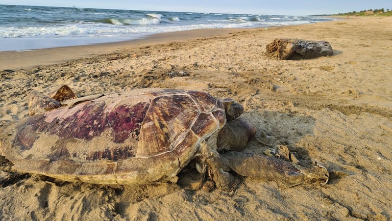 Derrame de petróleo pone en riesgo las especies marinas de las aguas de Veracruz