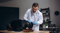 Perro doberman, primer caso de gusano barrenador en la CDMX; autoridades lo tienen en vigilancia