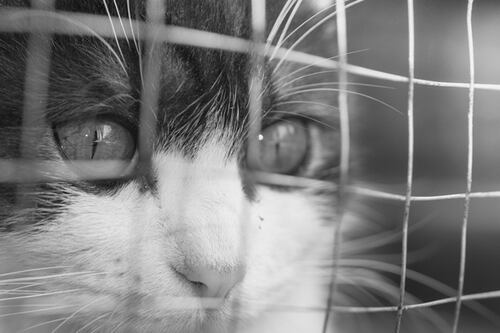 Este albergue es investigado por matar 'gatitos'... congelándolos